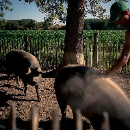 Chateau De La Bousquetarie Affittacamere Lempaut