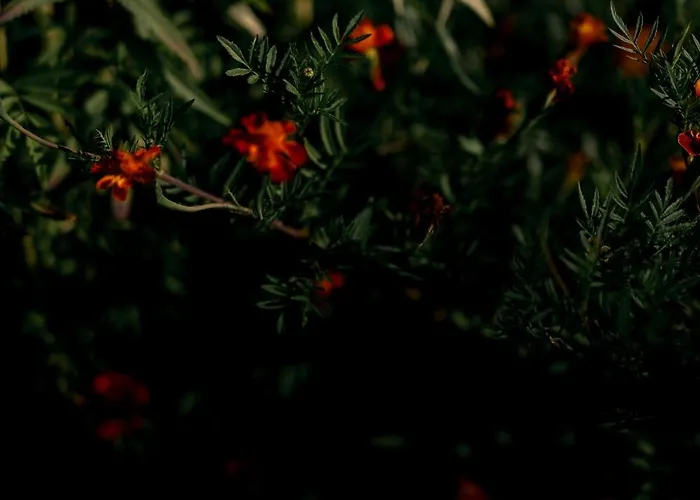 Chateau De La Bousquetarie 3* Lempaut