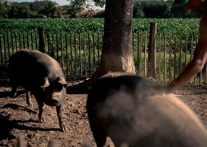 Chateau De La Bousquetarie Гостевой дом Lempaut